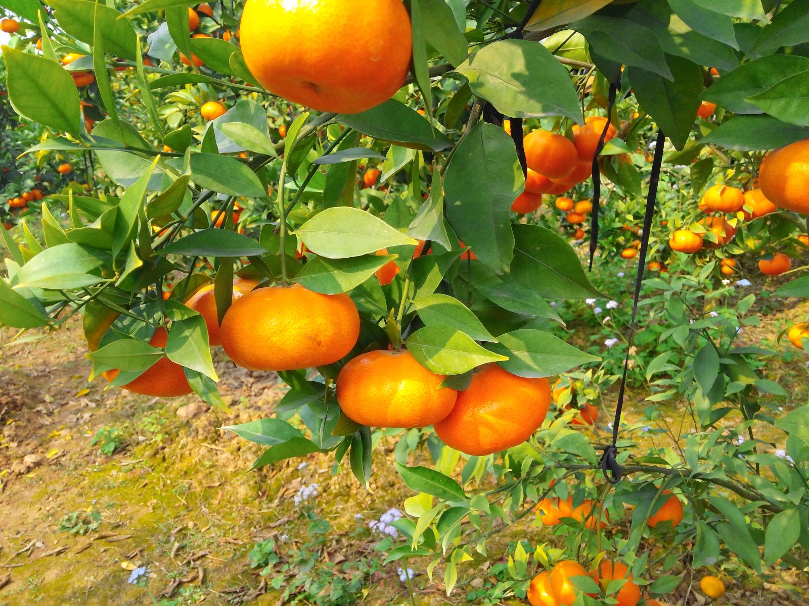 Bón phân đúng cách, cam quýt cho nhiều hoa và trái ngọt