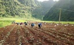Trạm trồng trọt và bảo vệ thực vật huyện Trà Lĩnh