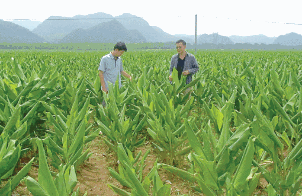 Hình ảnh thửa đất