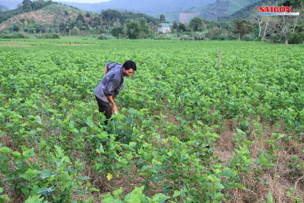 Hình ảnh thửa đất