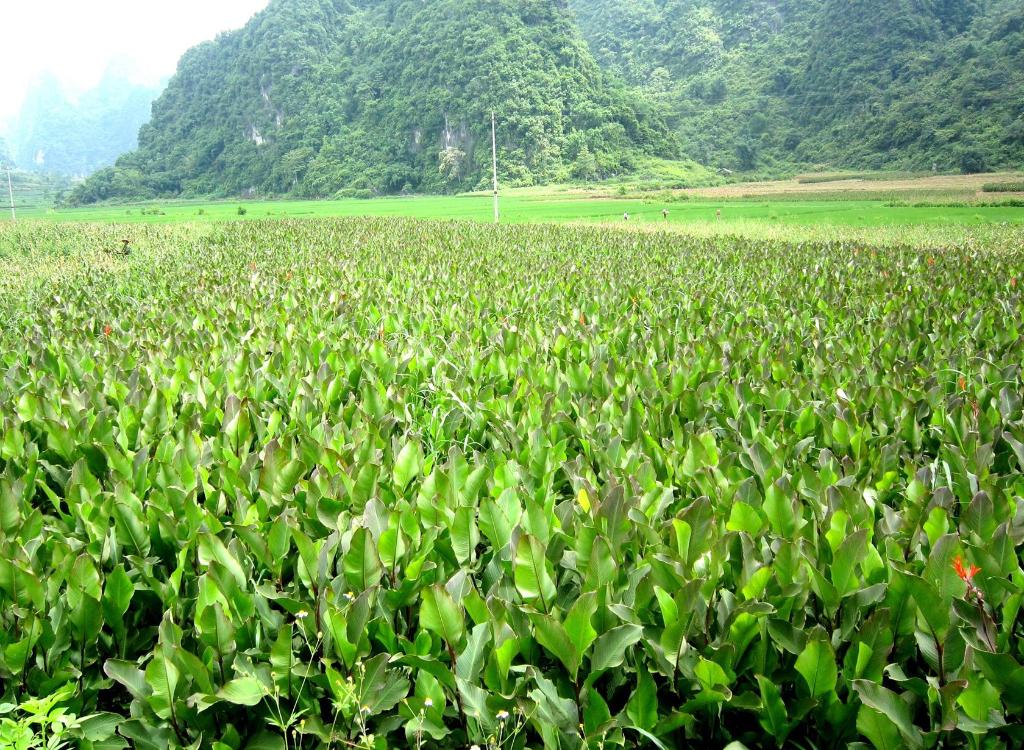 Đất - xã Nguyễn Huệ, huyện Hoà An