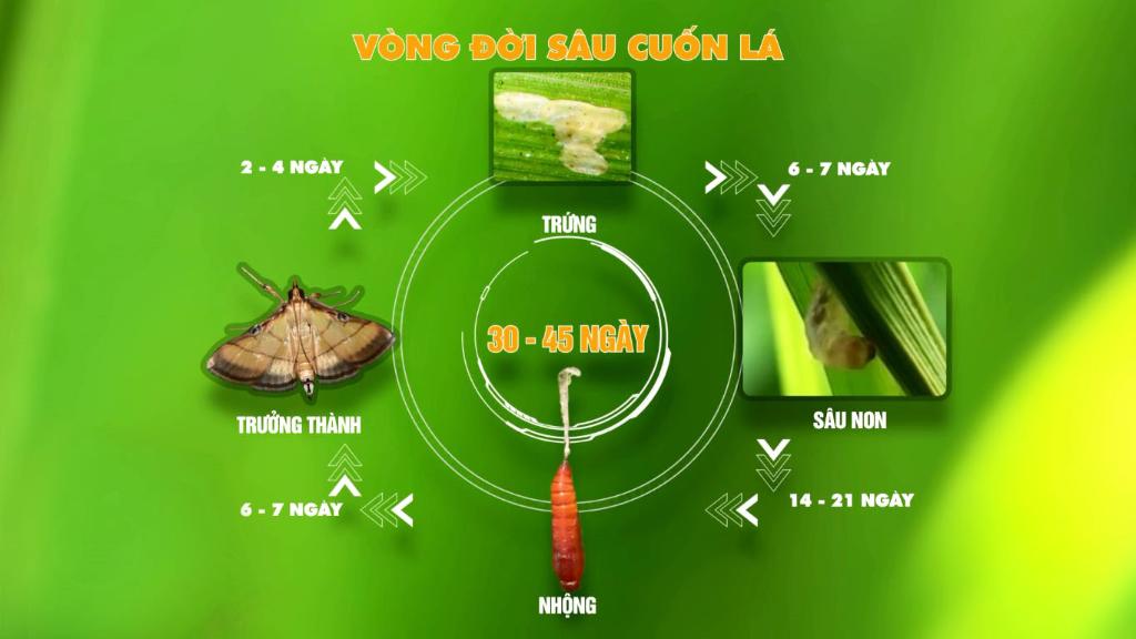 Thông tin về sâu, dịch bệnh trên cây trồng - xã Trưng Vương, huyện Hoà An
