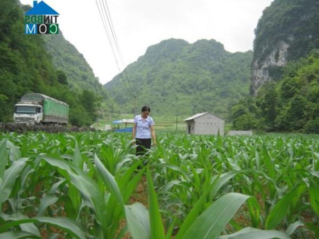 Thông tin về điều kiện tự nhiên, thời tiết, khí hậu, thổ nhưỡng - xã Bình Long, huyện Hoà An