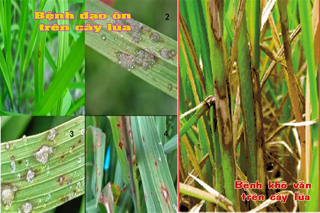 Thông tin về sâu, dịch bệnh trên cây trồng - xã Bế Triều, huyện Hoà An