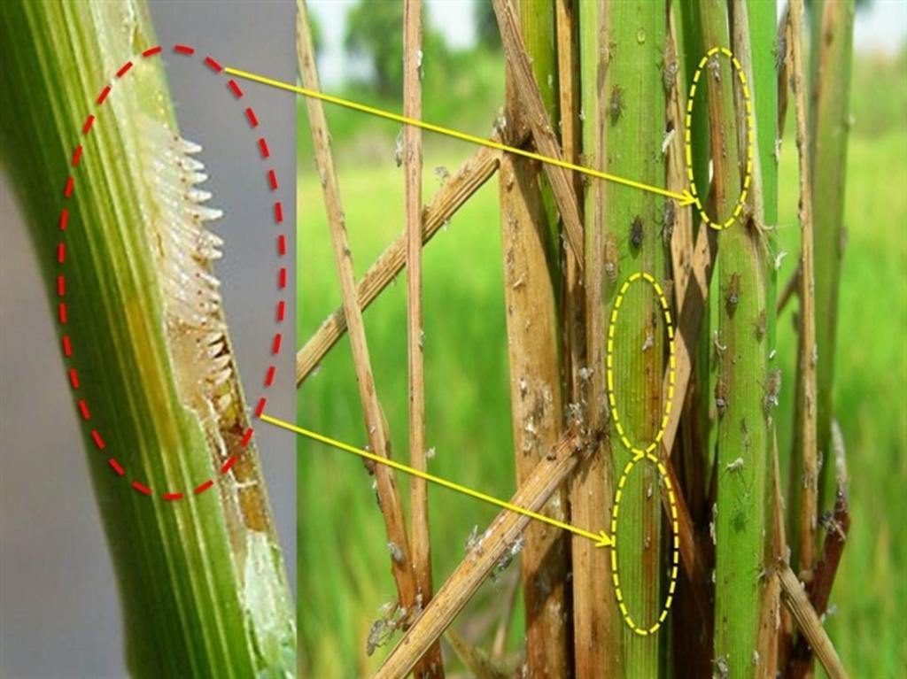 Sâu, dịch bệnh trên cây trồng xã Khâm Thành, huyện Trùng Khánh