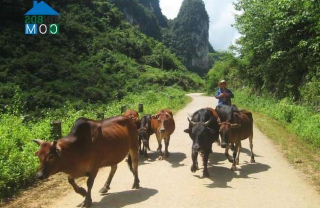 ĐKTN, thời tiết, khí hậu, thổ nhưỡng, diện tích - xã Quang Long, huyện Hạ Lang