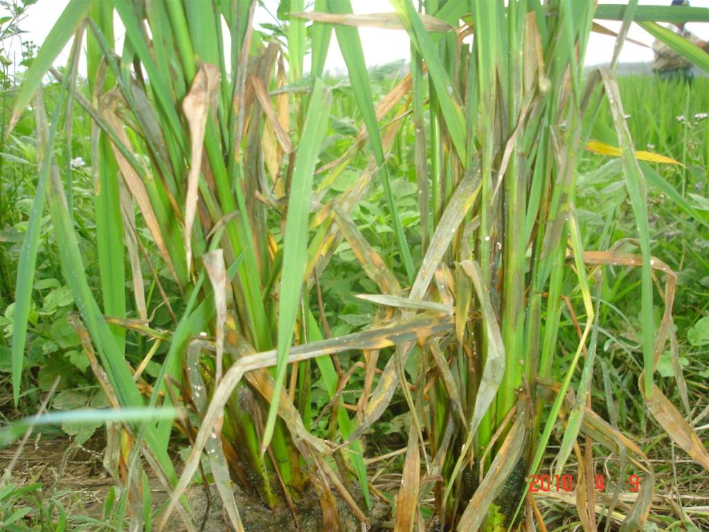 Sâu, dịch bệnh trên cây trồng - xã Hoa Thám, huyện Nguyên Bình