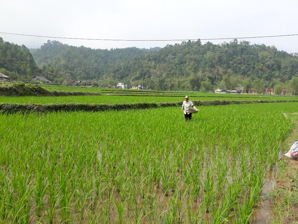 Lúa thuần - xã Bình Lăng, Quảng Uyên