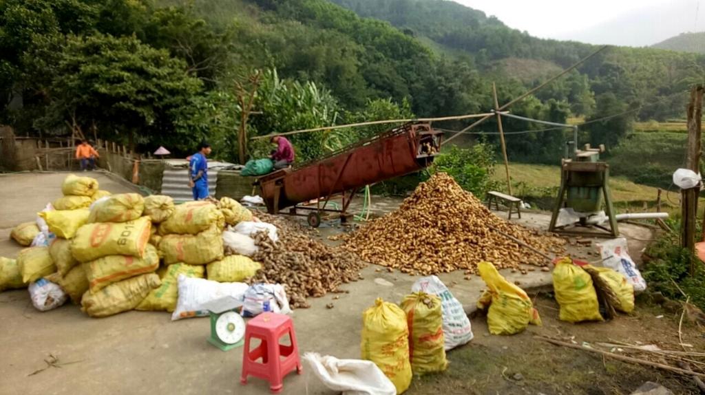 Dong riềng - xã Phúc Sen, huyện Quảng Uyên