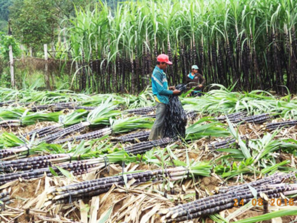 Mía róc 22 - xã Hồng Quang, huyện Quảng Uyên