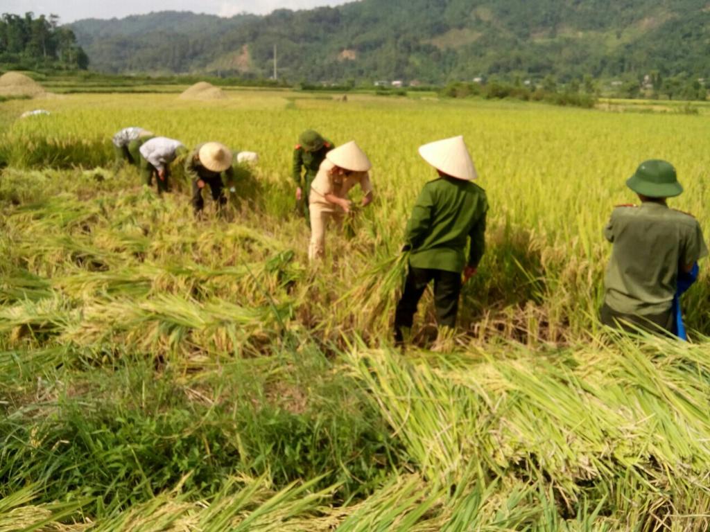 Lúa đoàn kết-Bản Chang, xã Trọng Con