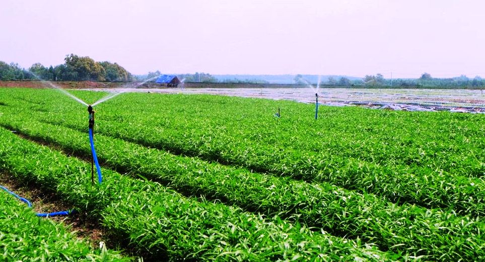 Sản xuất và tiêu thụ rau an toàn tại xã Hưng Đạo - Thành phố Cao Bằng